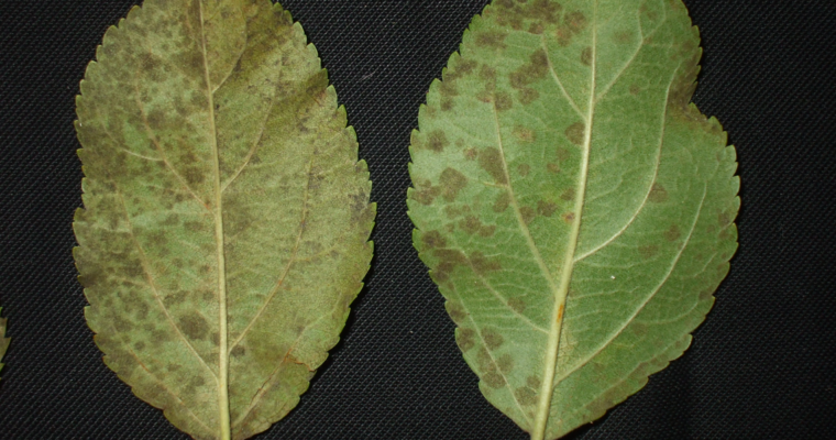 Time to Reduce Overwintering Inoculum of Apple Scab Fungus and Marssonina Leaf Blotch Fungi in Apple Leaf Litter