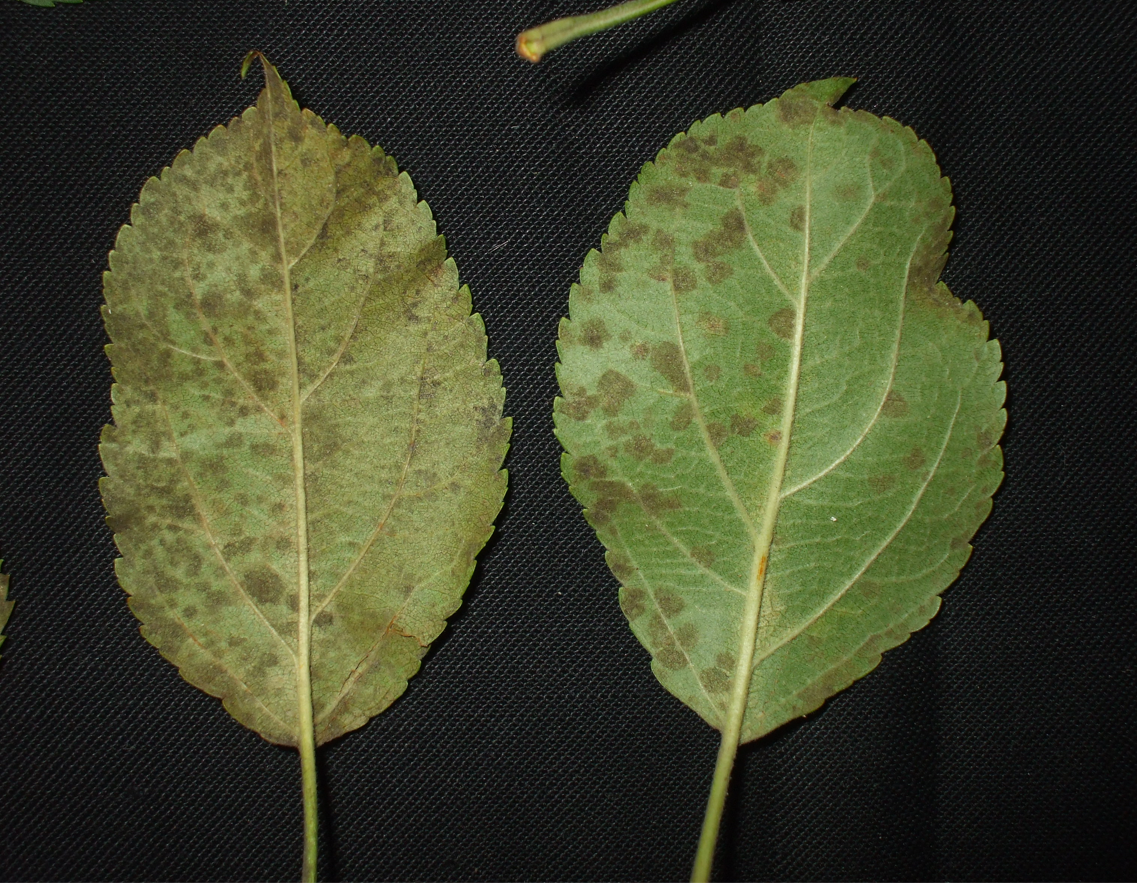 Time to Reduce Overwintering Inoculum of Apple Scab Fungus and Marssonina Leaf Blotch Fungi in Apple Leaf Litter