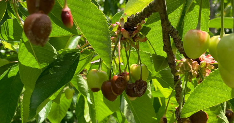 Stone Fruit Disease Management Considerations in the Extremely Early Tree Growth Start of 2023