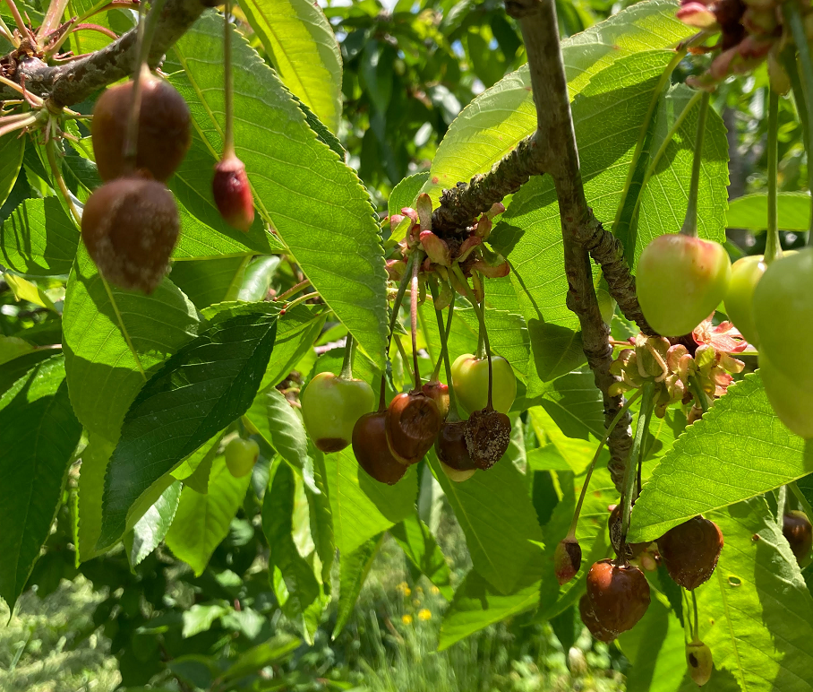 Stone Fruit Disease Management Considerations in the Extremely Early Tree Growth Start of 2023