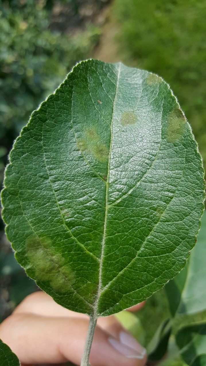 THE NUTS AND BOLTS OF APPLE SCAB MANAGEMENT WITH INSIGHTS ON OTHER DISEASES