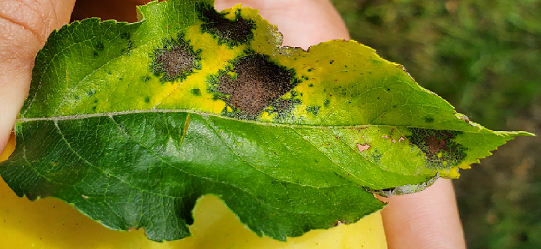 Marssonina Leaf Blotch Caused by Fungus Diplocarpon coronariae Visible in Shenandoah Valley