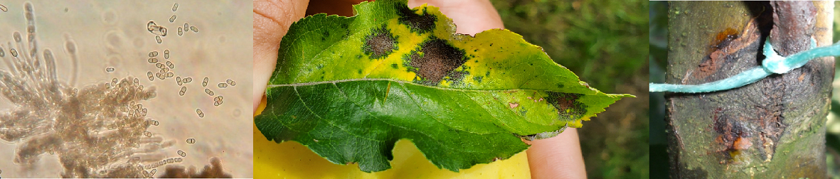 (A) Urea/Lime for Reducing Apple Scab and Apple Blotch Disease Overwintering Inoculum; (B). Delayed Dormant Copper for Apple, Pear & Peach