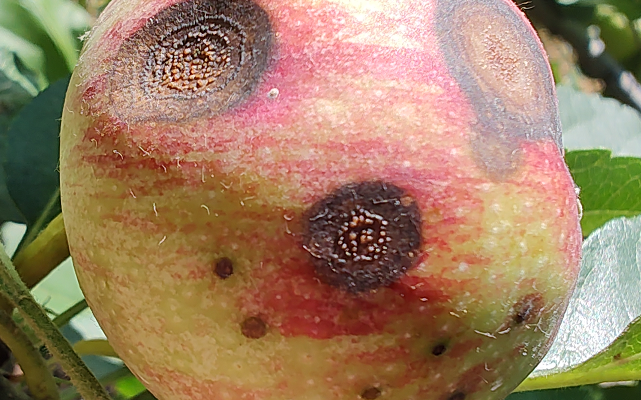 First Apple Bitter Rot Symptoms in 2024 Visible in Winchester, VA (14 June 2024)