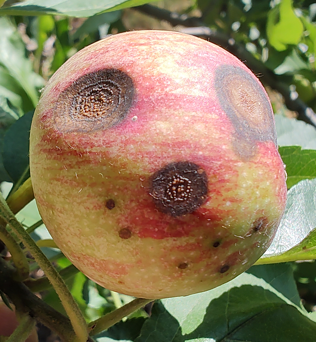First Apple Bitter Rot Symptoms in 2024 Visible in Winchester, VA (14 June 2024)